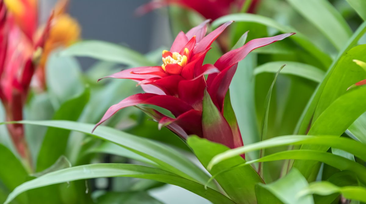 A close-up of beautiful red blooming Guzmania Lingulata