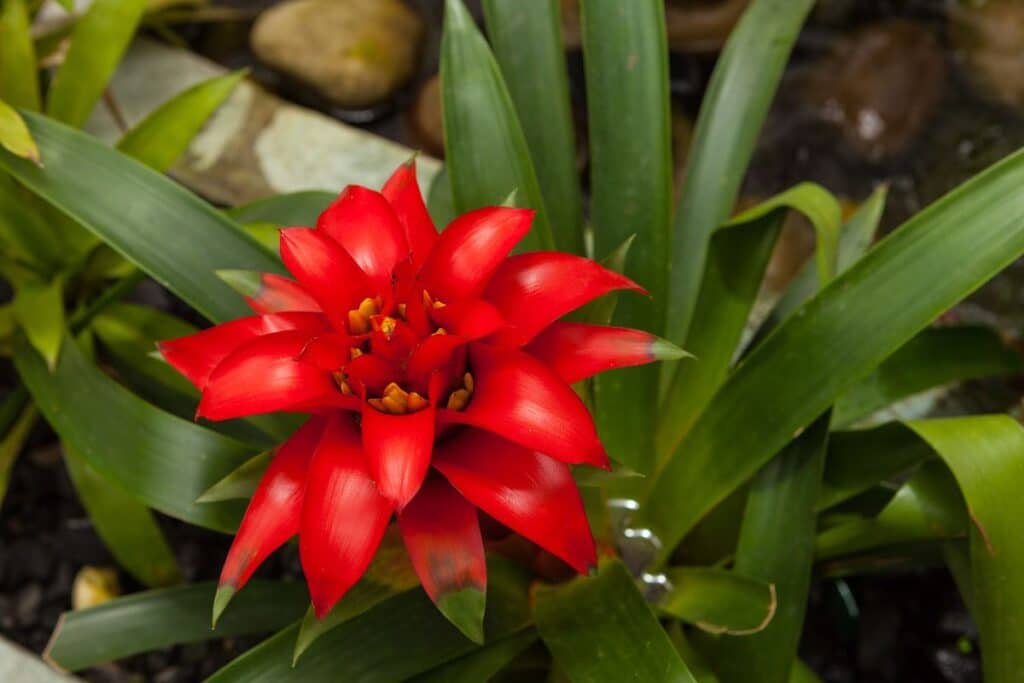 Guzmania Lingulata Full Growing Guide