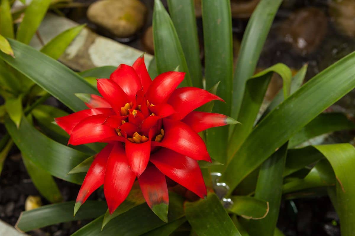 A close-up of red vibrant blooming Guzmania Lingulata.