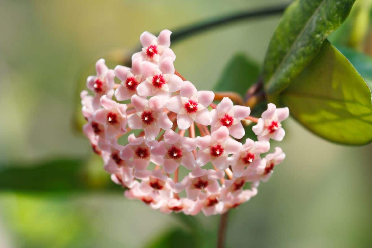 A close-up of a beautiful blooming Hoya Carnosa.