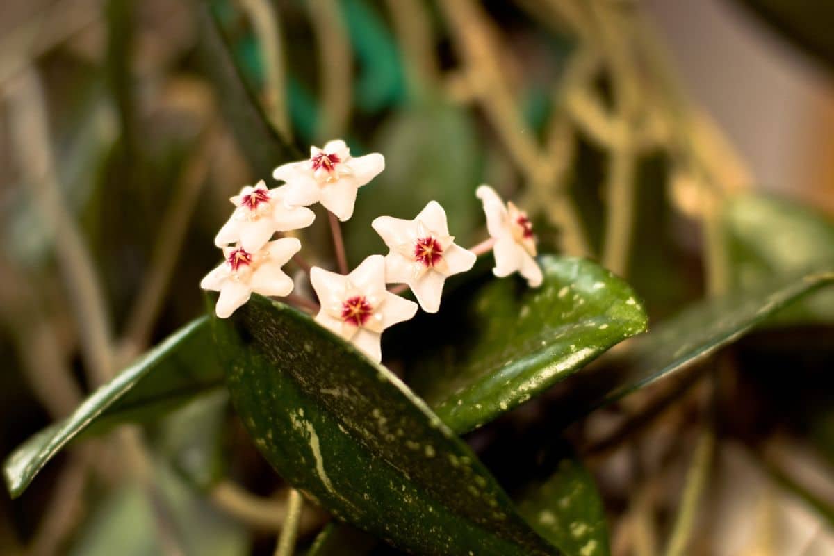A close-up of a beautiful blooming Hoya Carnosa