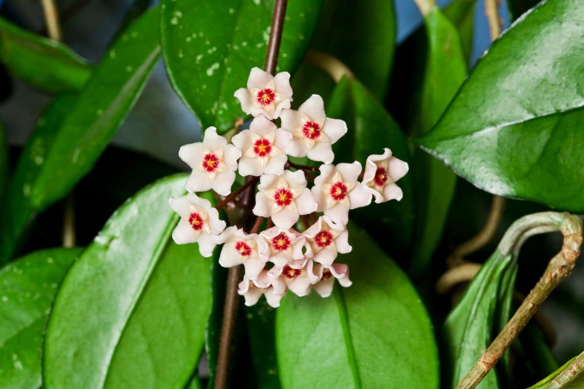 A beautiful blooming Hoya Carnosa
