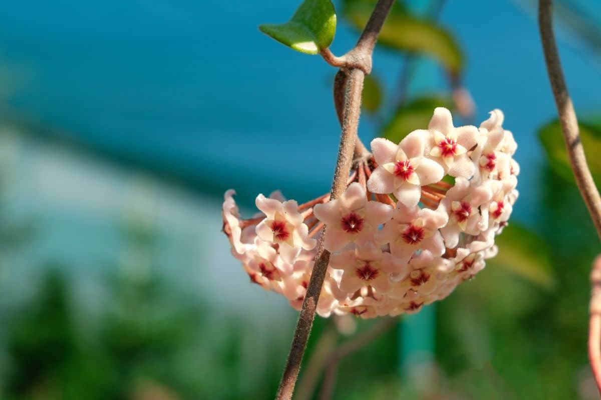 A close-up of a beautiful blooming Hoya Carnosa on a sunny day.