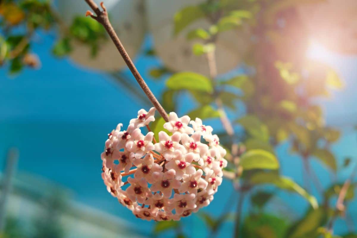 Beautiful blooming Hoya Carnosa on a sunny day.