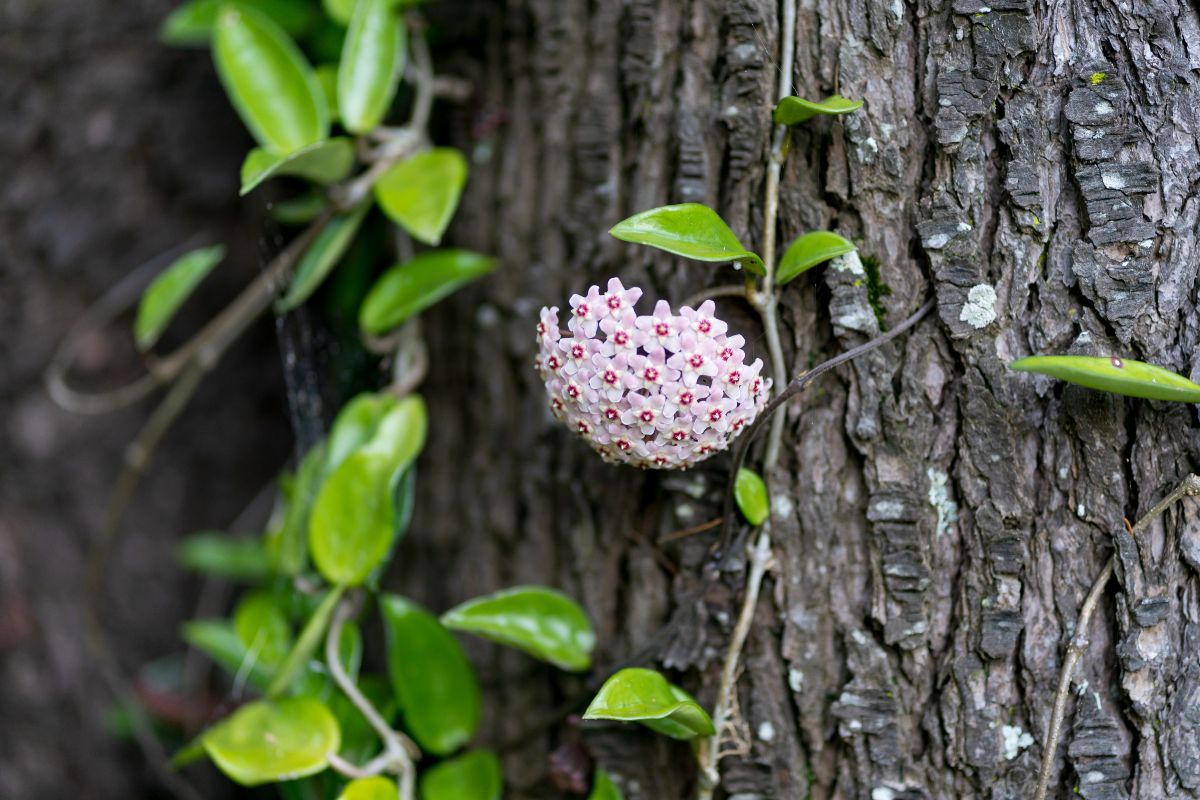 Beautiful blooming Hoya Carnosa growing on a tree.