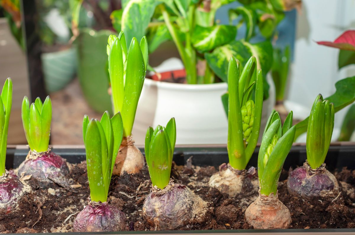 A close-up of hyacinth bulbs in a pot.