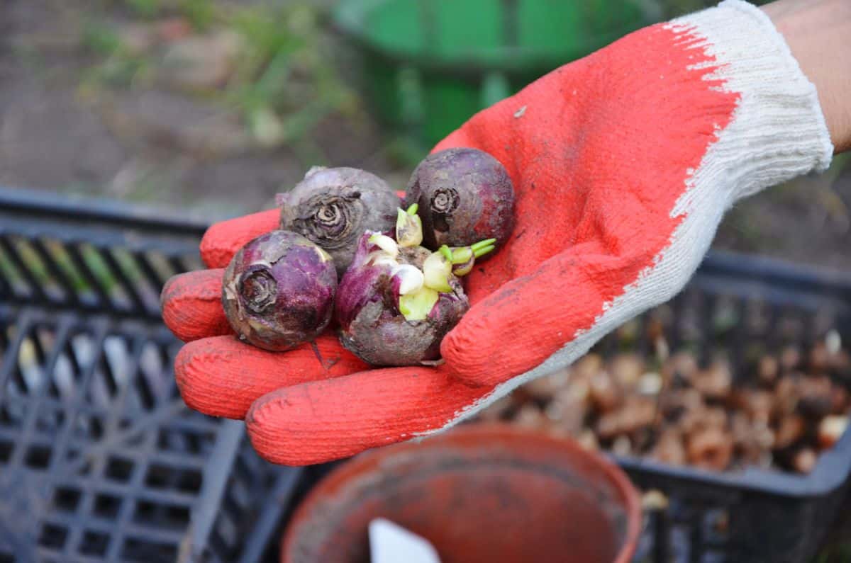 A gardener with a glove holding hyacinth bulbs.