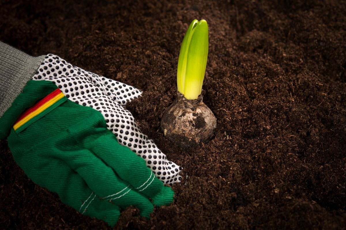 A gardener with a glove planting hyacinth bulb in soil.