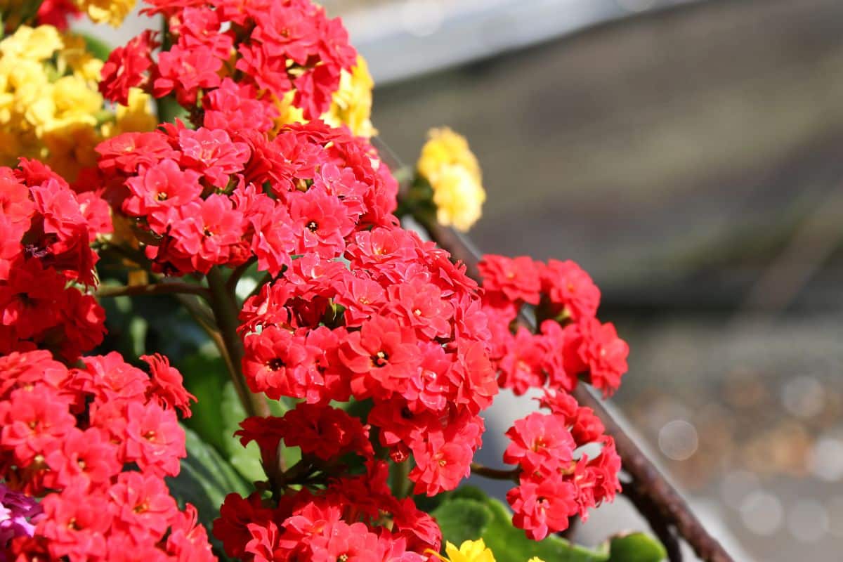 A close-up of beautiful red blooming flowers of Flaming Katy on a sunny day.