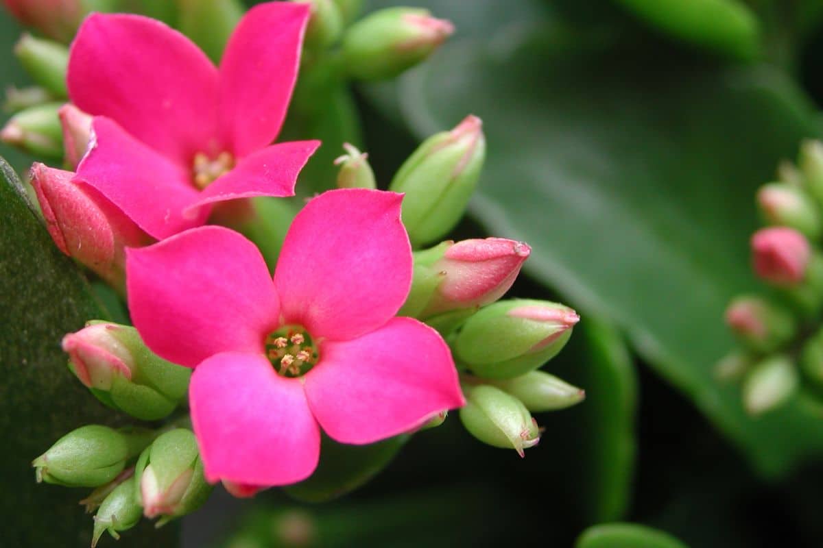 A close-up of beautiful pink blooming flowers of Flaming Katy.