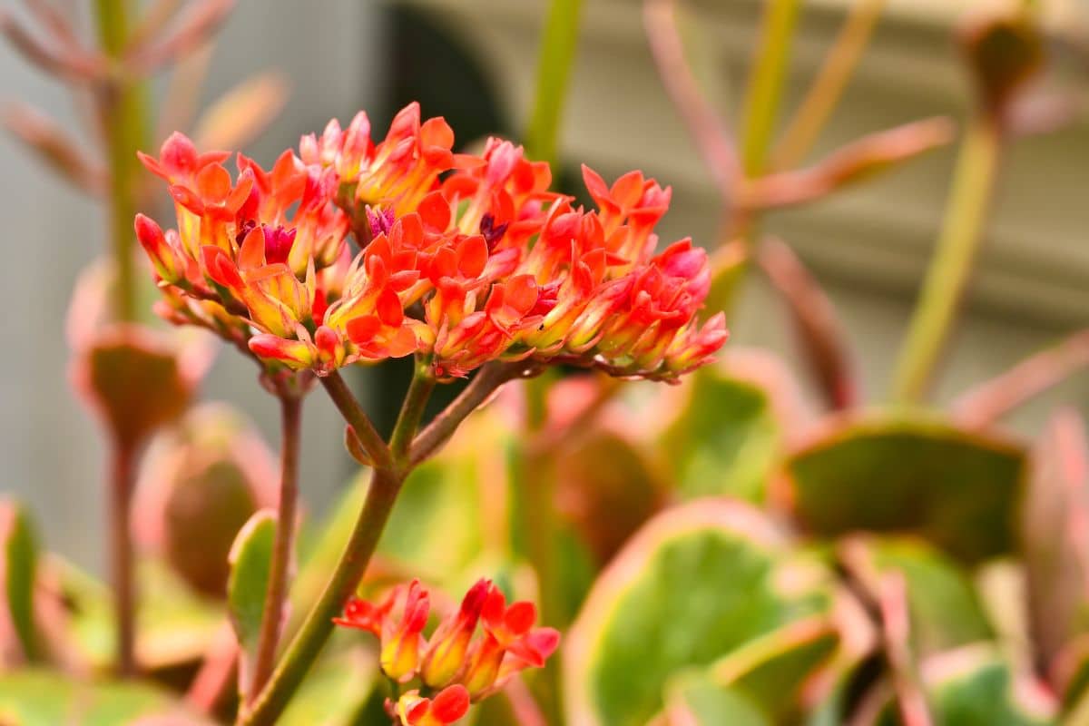 A close-up of red blooming Flaming Katy on a sunny day.