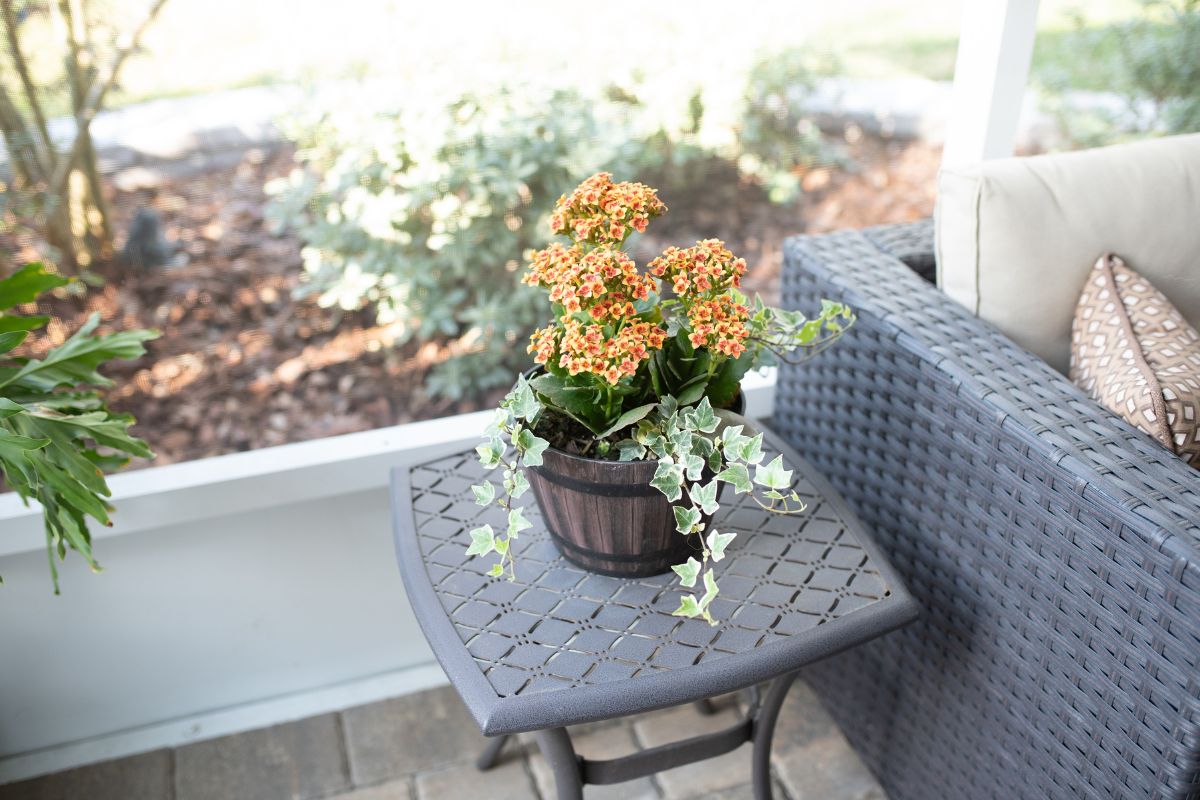 Orange blooming Flaming Katy in a pot on a garden table.