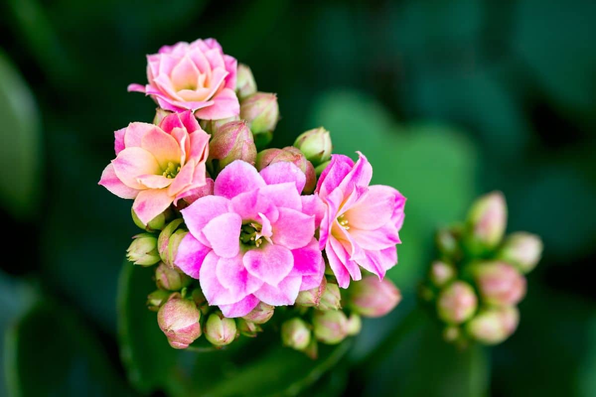 A close-up of beautiful pink blooming flowers of Flaming Katy