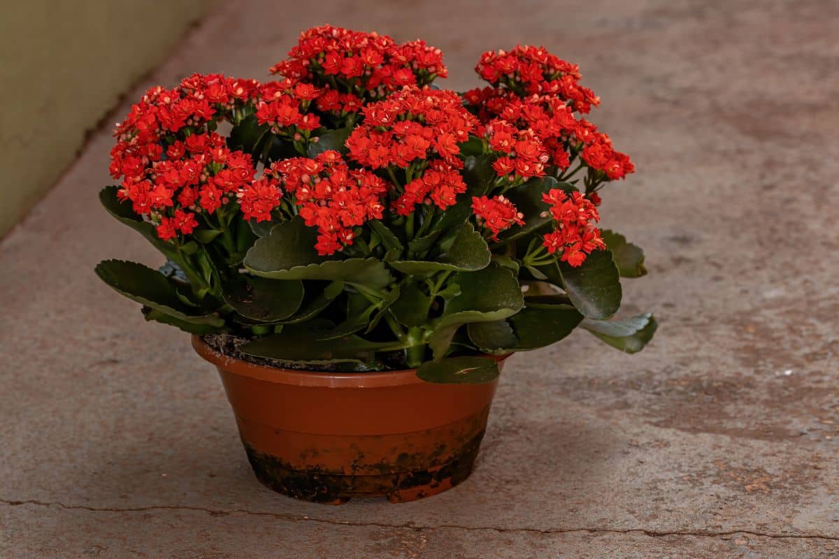 Beautiful red blooming Flaming Katy growing in a pot.