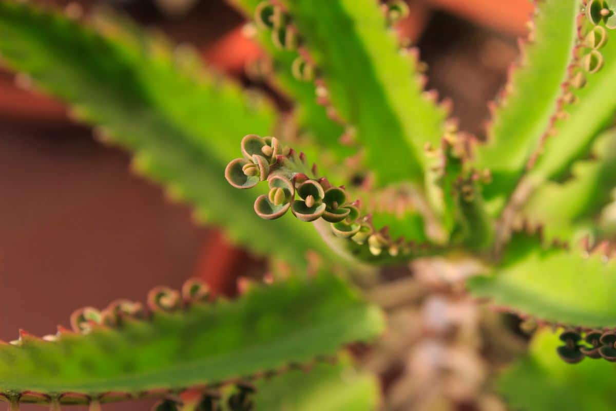 Close-up of Mother of Thousands plant.