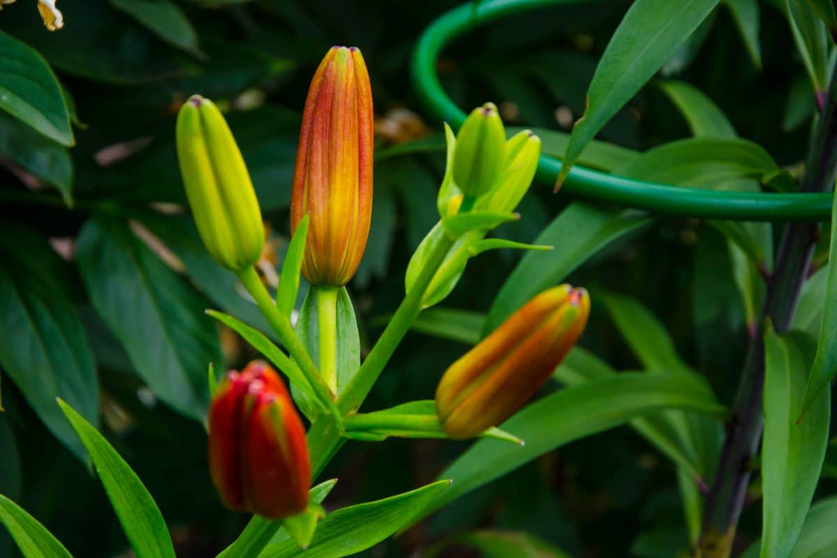 A close-up of lily buds before blooming.