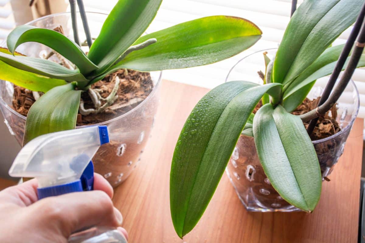 A gardener with a sprayer misting orchids growing in pots.