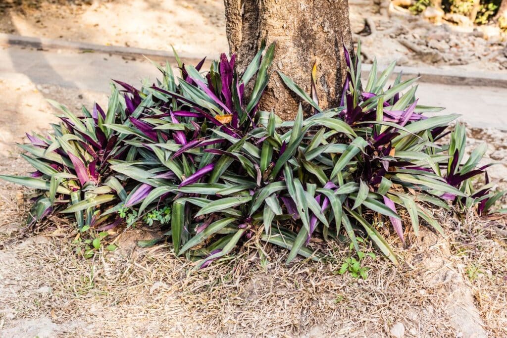 Moses In The Cradle Growing Guide (Tradescantia spathacea)