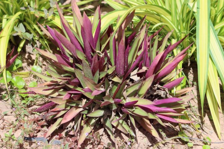 Moses In The Cradle Growing Guide (Tradescantia spathacea)