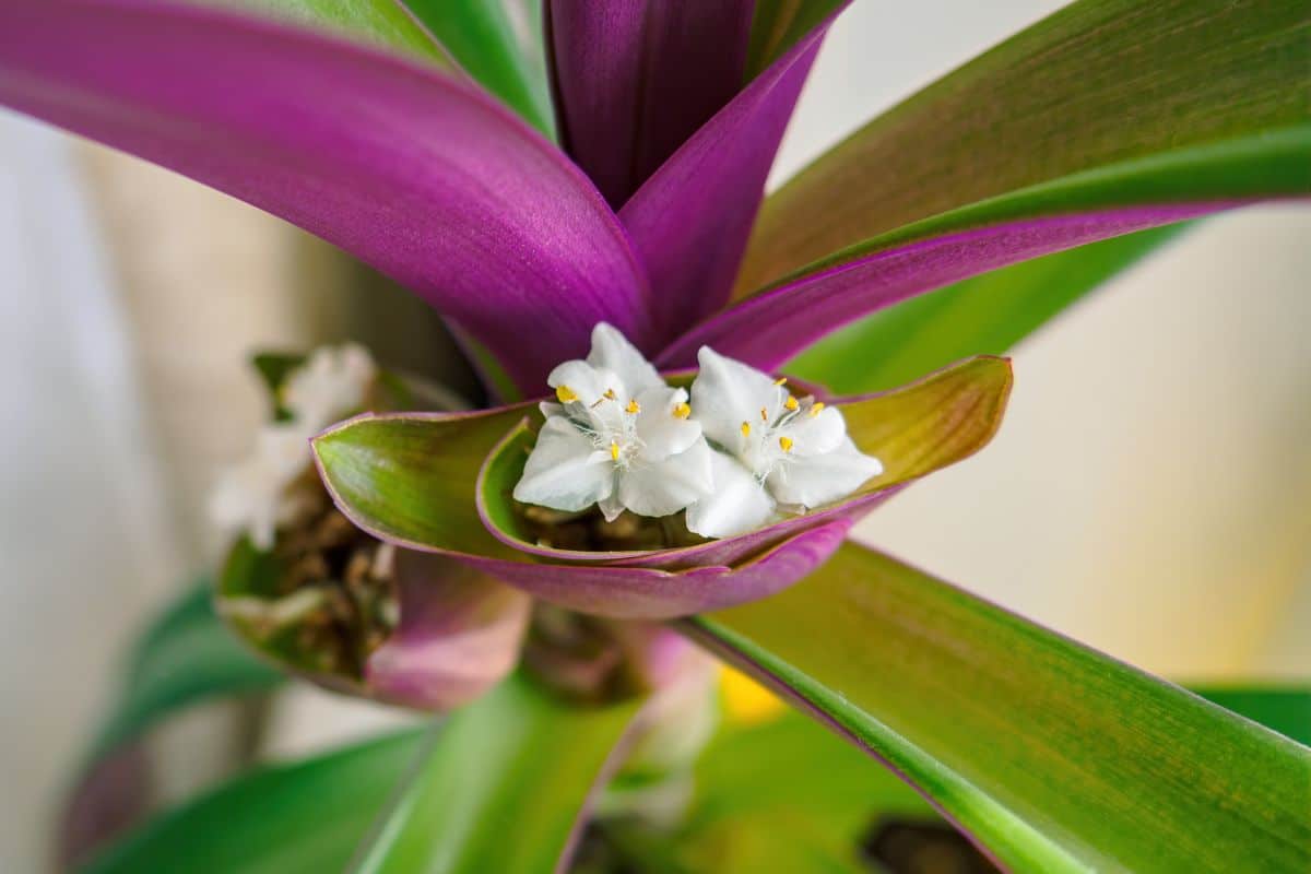 A close-up of tiny flower of Moses In The Cradle plant.