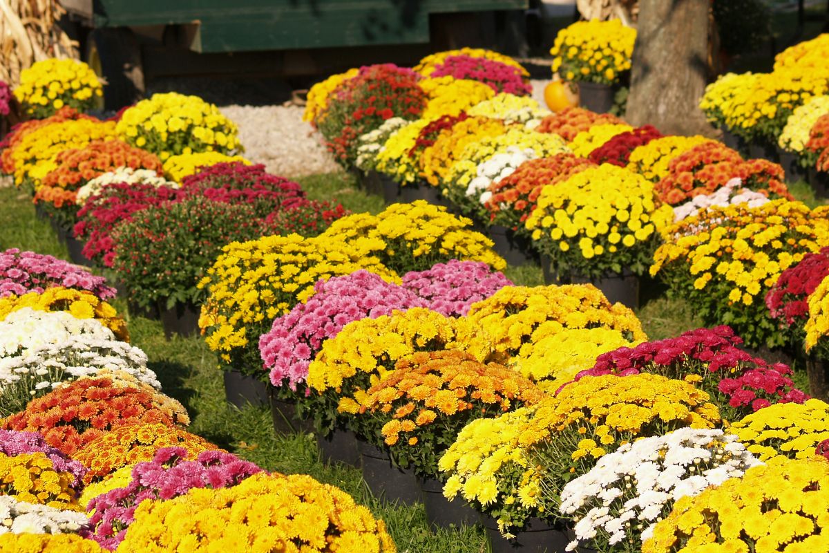 Rows of vibrant blooming mums of different colors on a sunny day.