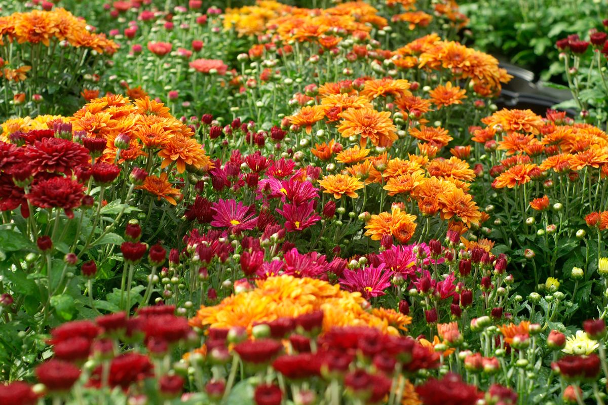 Beautiful blooming mums of different colors in a garden.