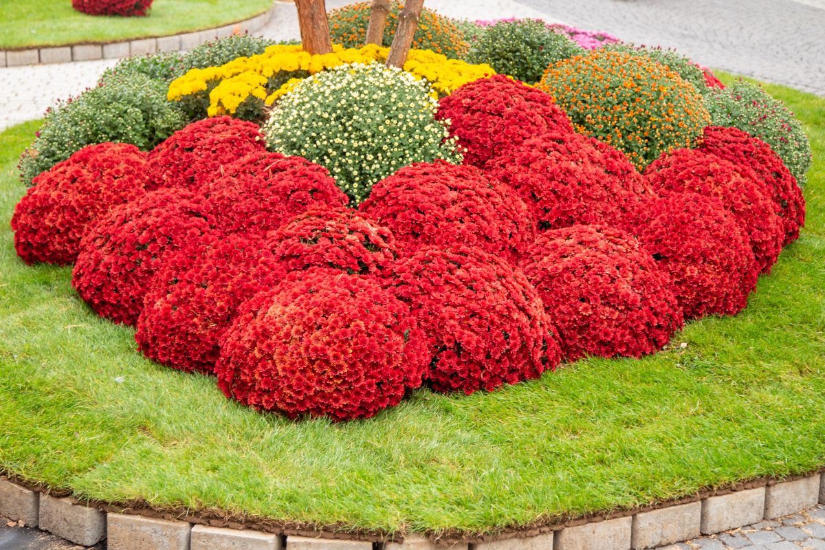 Beautiful vibrant blooming mums in the middle of a garden.