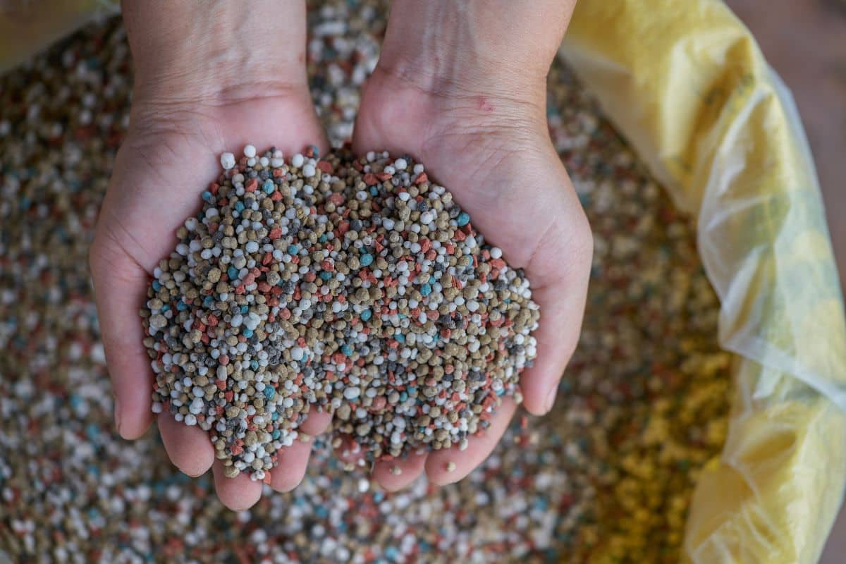 Farmer's hands holding NPK fertilizer.