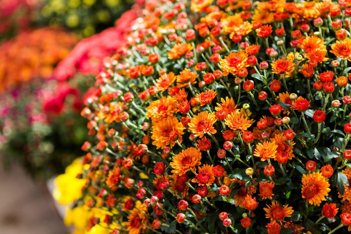 A close-up of vibrant orange blooming mums.