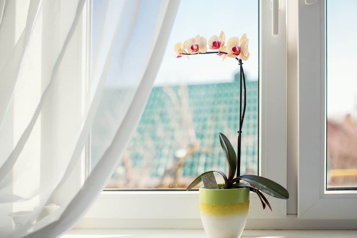 A beautiful blooming orchid growing in a pot on a windowsill on a sunny day.