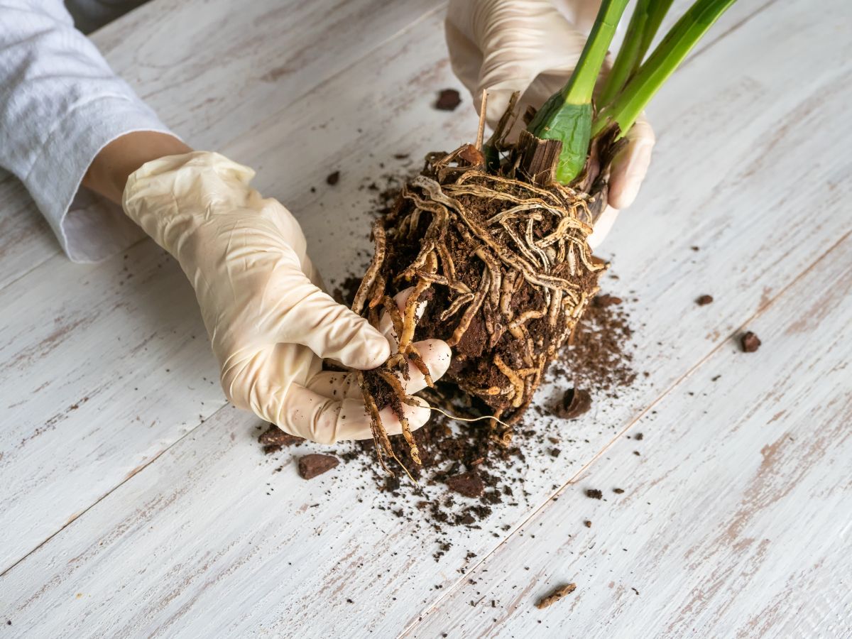 A gardener with gloves holding an orchid with bare roots on a table.