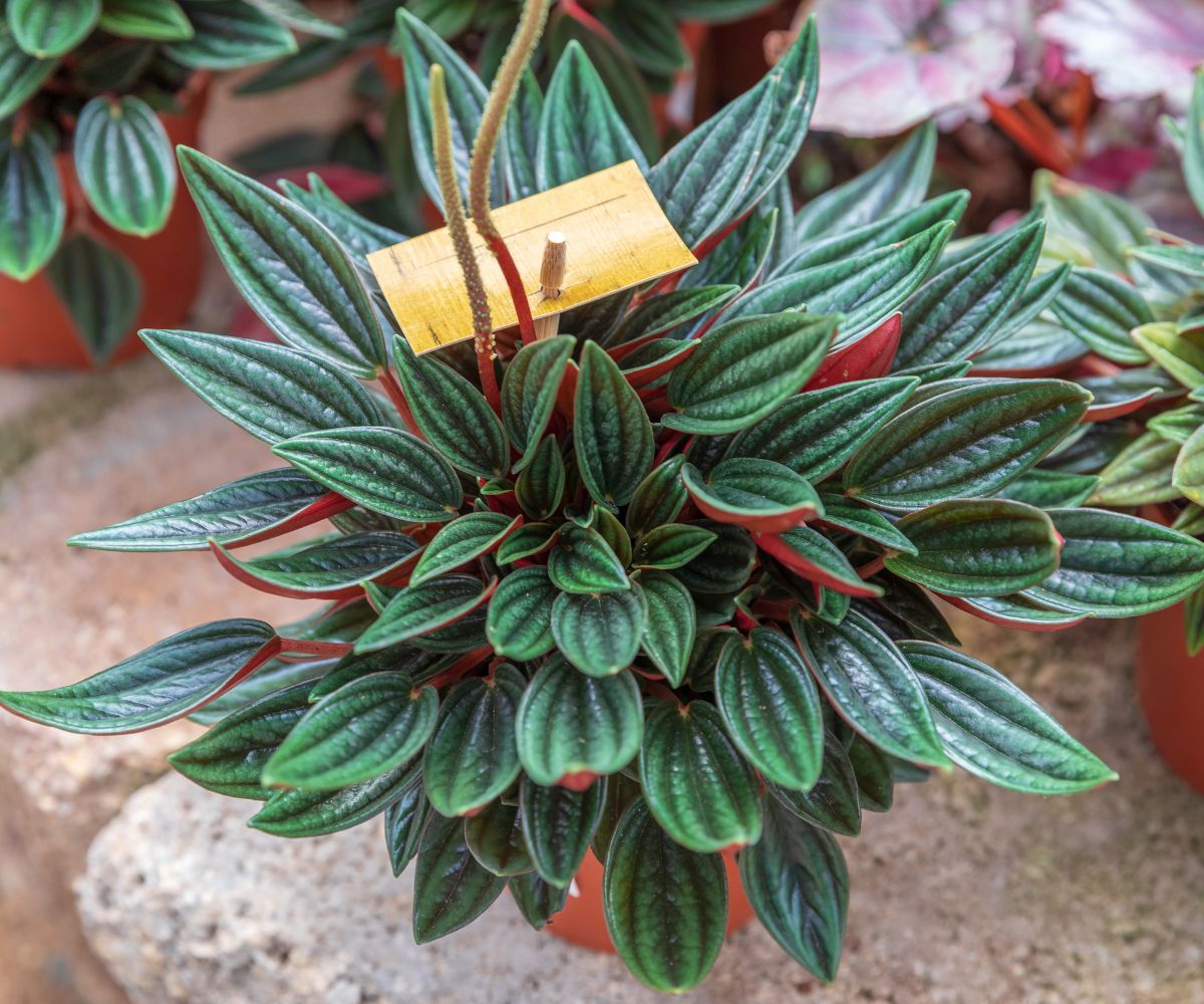 Beautiful Peperomia Caperata growing in a pot.