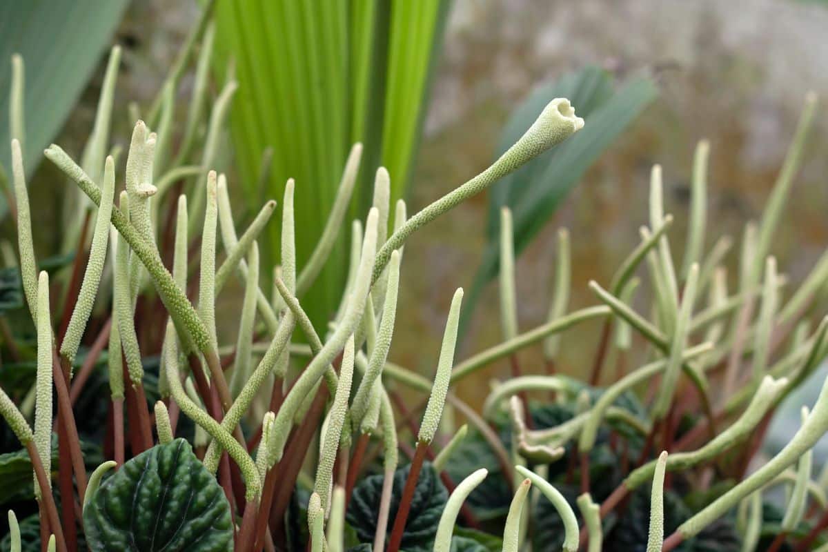 Flowers of Peperomia Caperata.