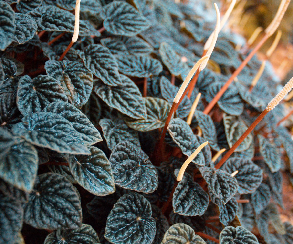 A close-up of Peperomia Caperata.