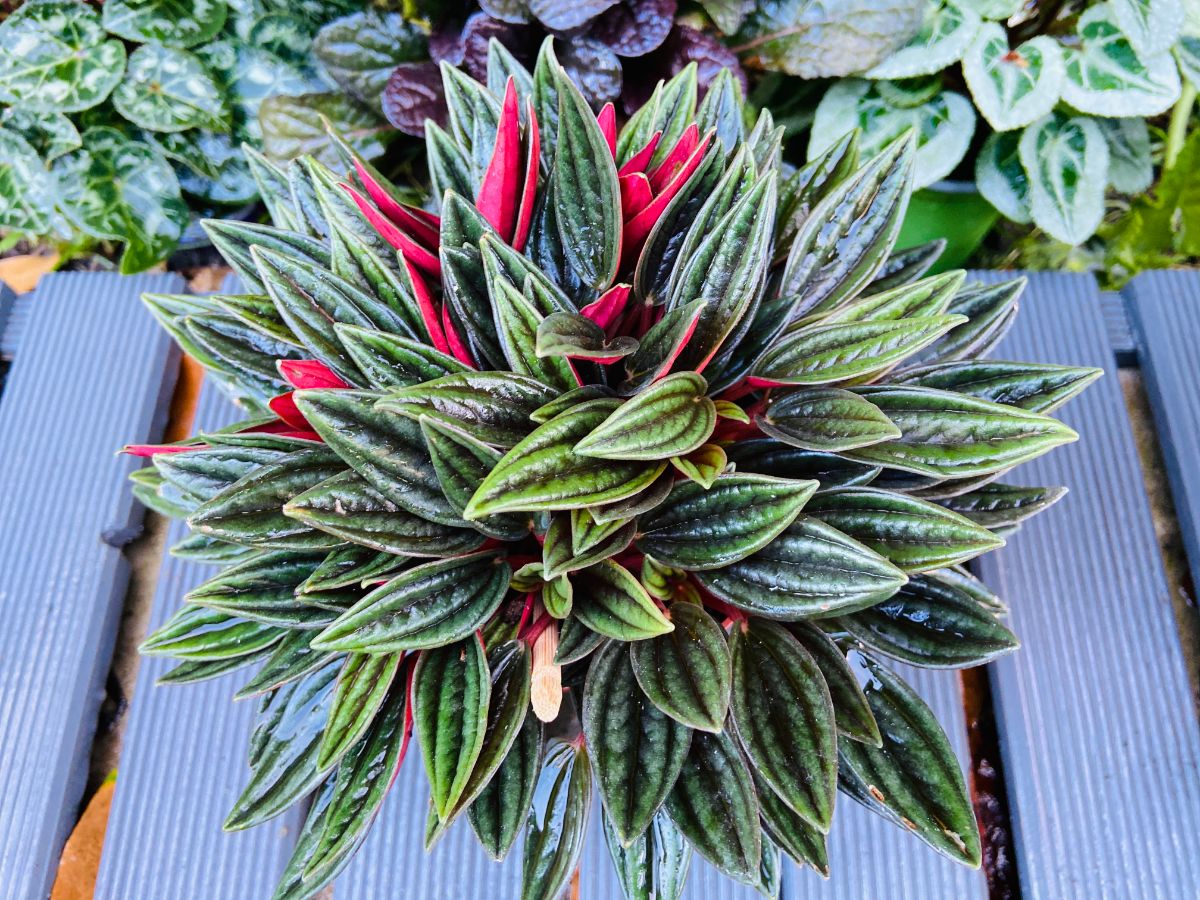 Beautiful Peperomia Caperata growing in a pot.