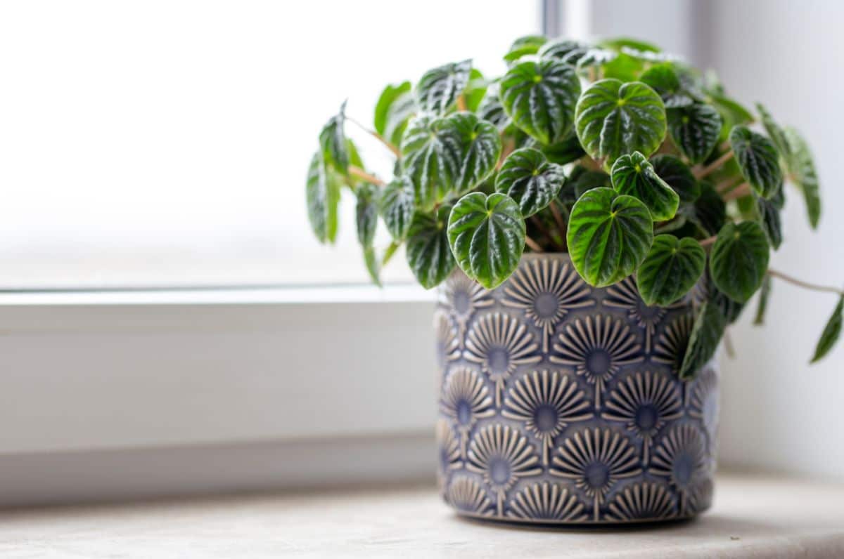 Peperomia Caperata growing in a pot on a windowsill.