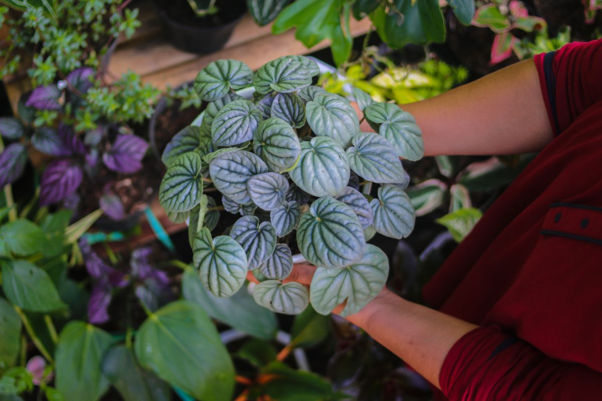 A gardener holding Peperomia Caperata in a pot.