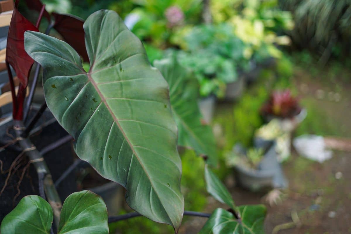 A close-up of big green leaf of Blushing Philodendron.