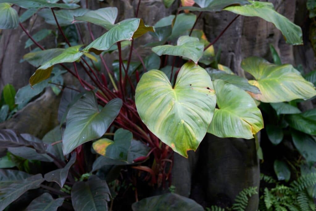 Blushing Philodendron Growing Guide Philodendron Erubescens