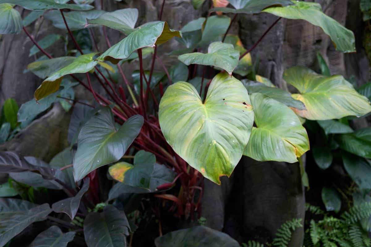 Big green leaves of Blushing Philodendron.