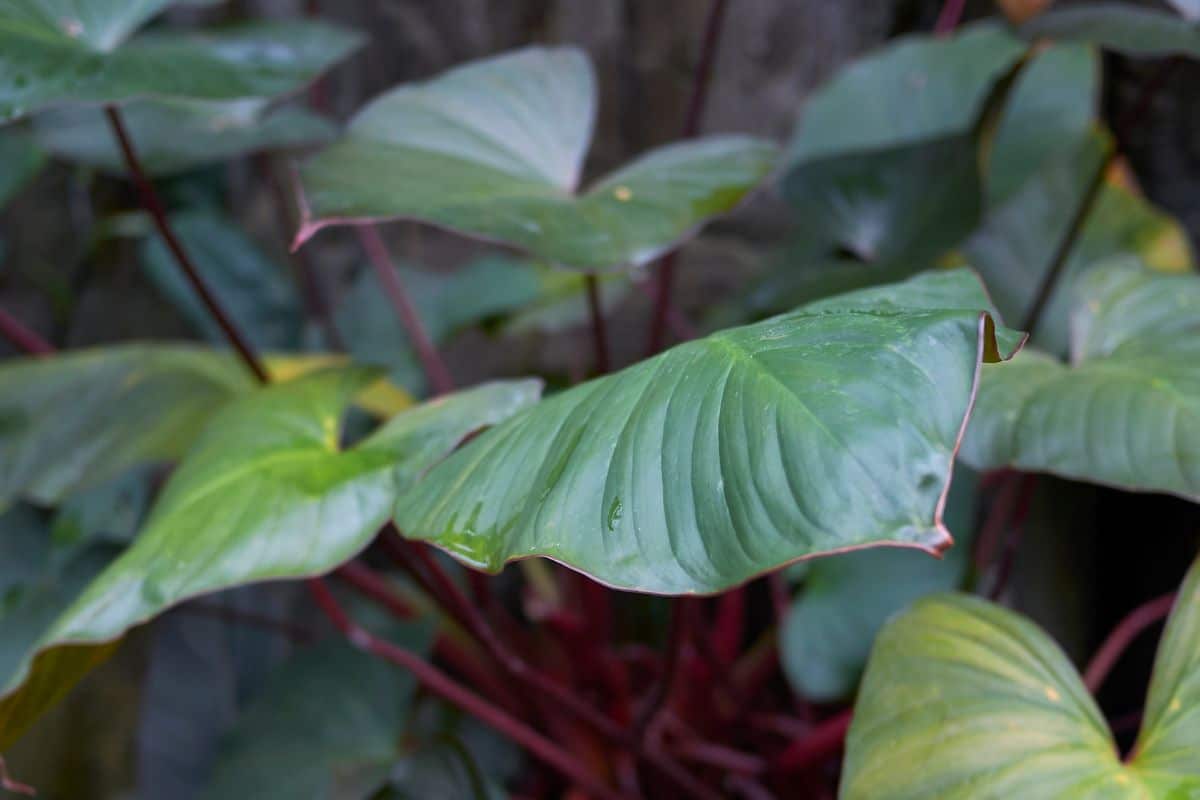 A close-up of green leaves of Blushing Philodendron