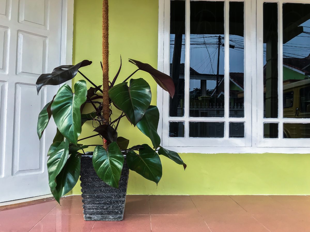 Big Blushing Philodendron growing in a pot on a porch.