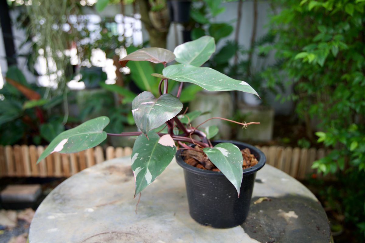 Blushing Philodendron growing in a black pot on a table.
