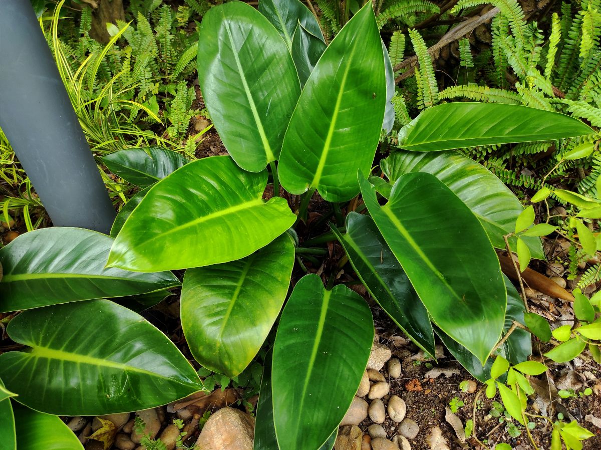 Big beautiful green leaves of Blushing Philodendron.