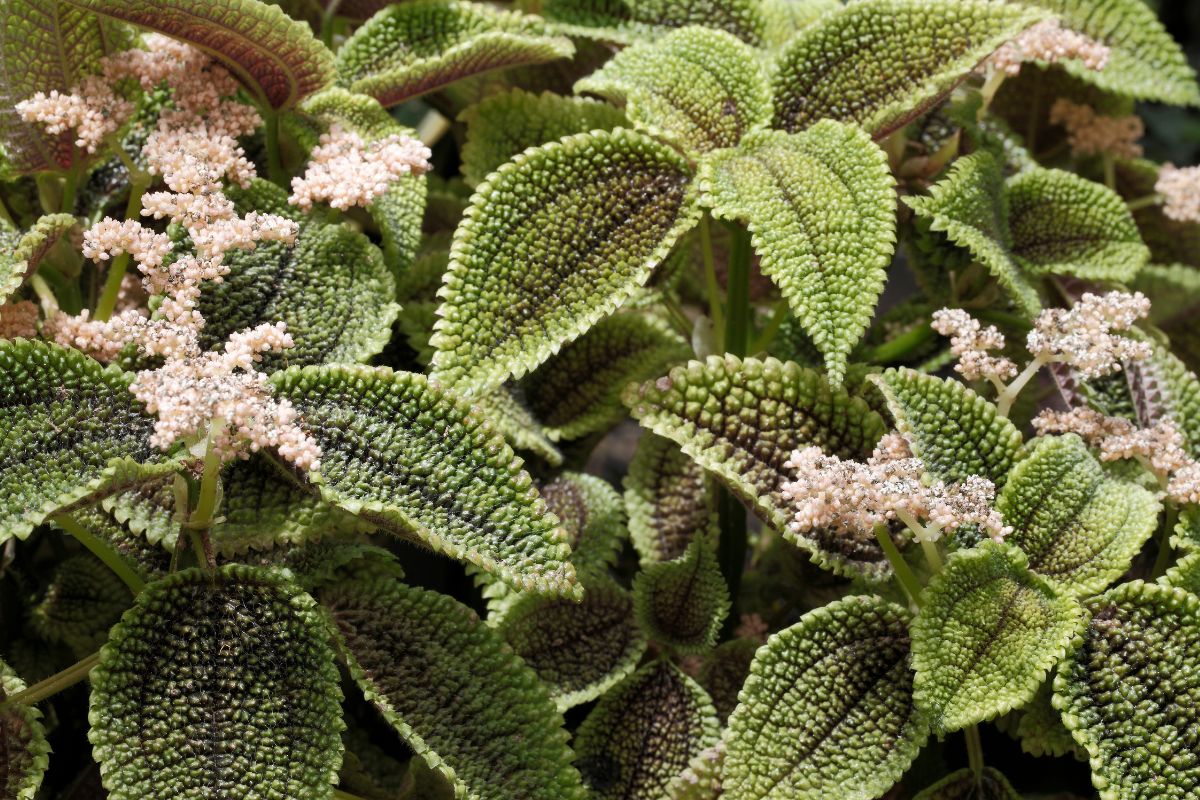 Flowering Moon Valley Friendship Plant.