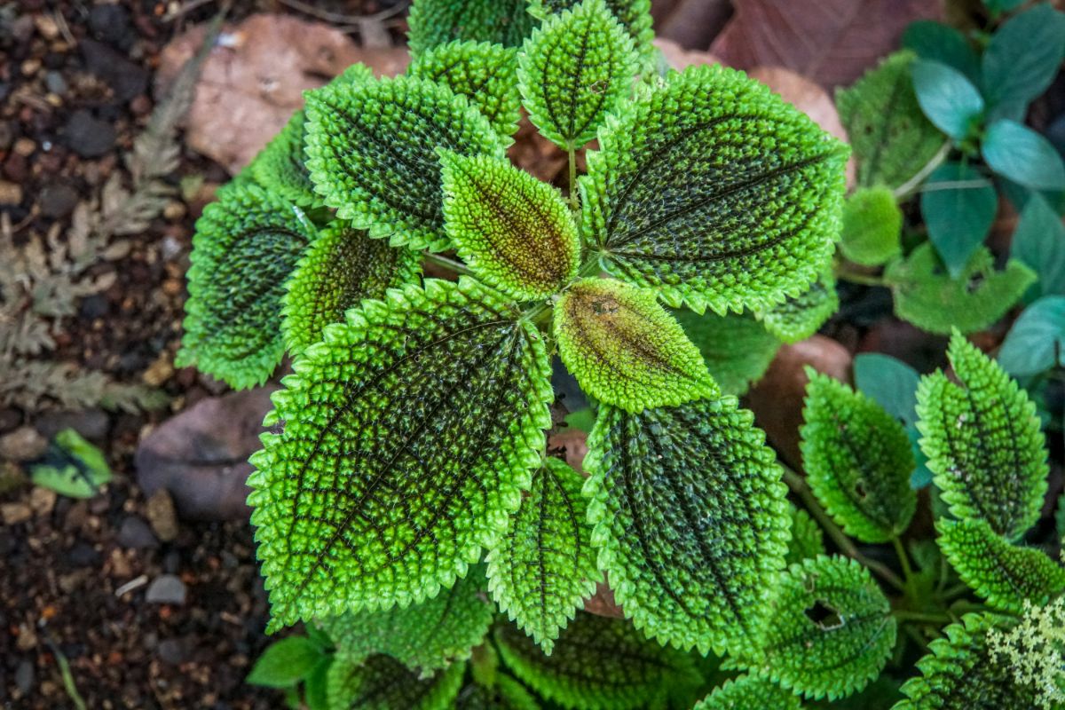 Beautiful Moon Valley Friendship Plant