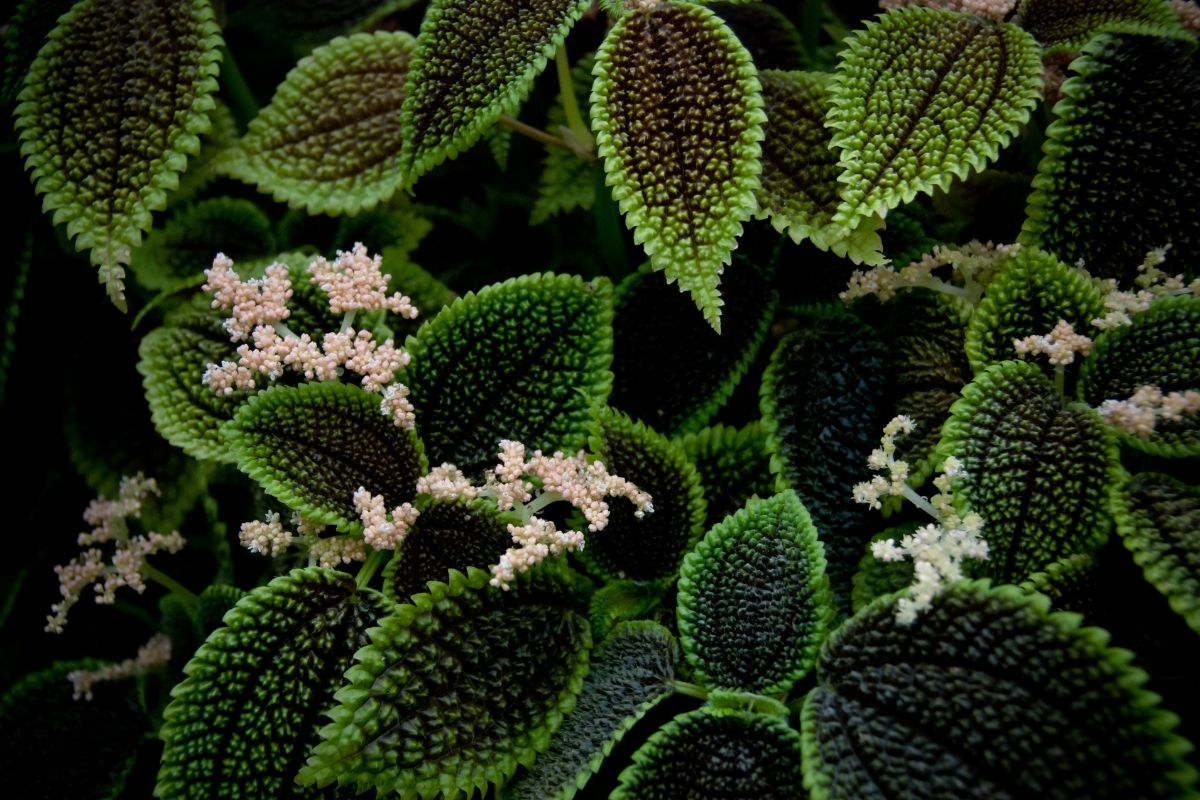 Flowering Moon Valley Friendship Plant.