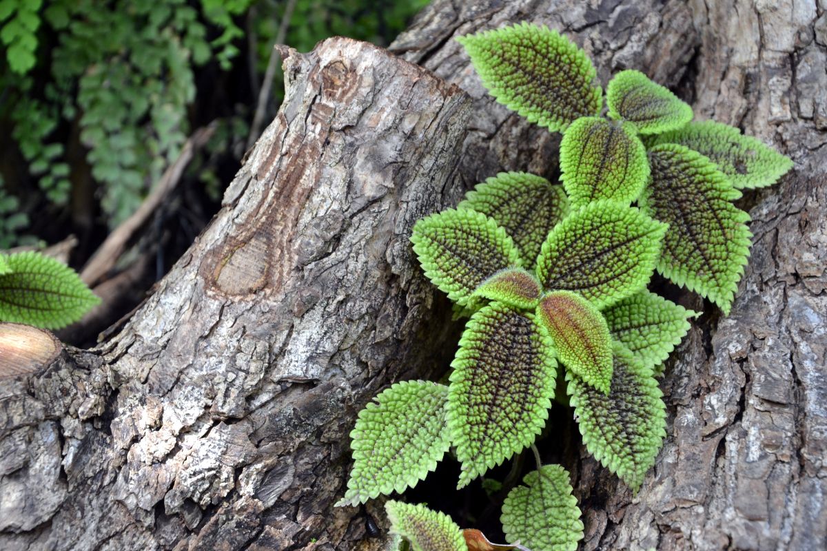 Moon Valley Friendship Plant growing on a tree log.