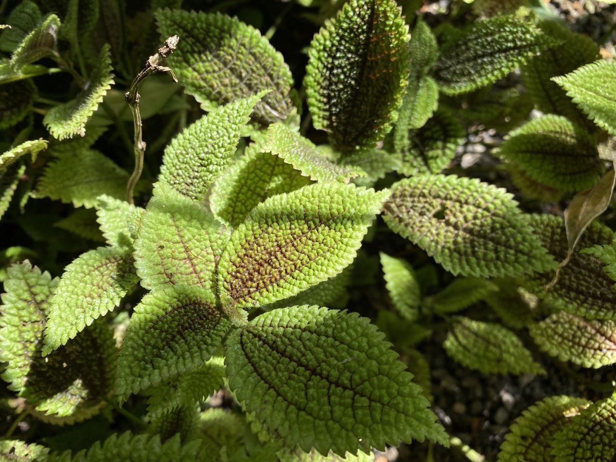 Moon Valley Friendship Plant in sunlight.