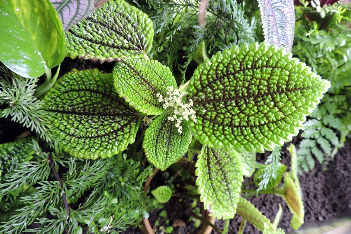 Flowering Moon Valley Friendship Plant.